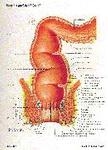 Close up of the rectum